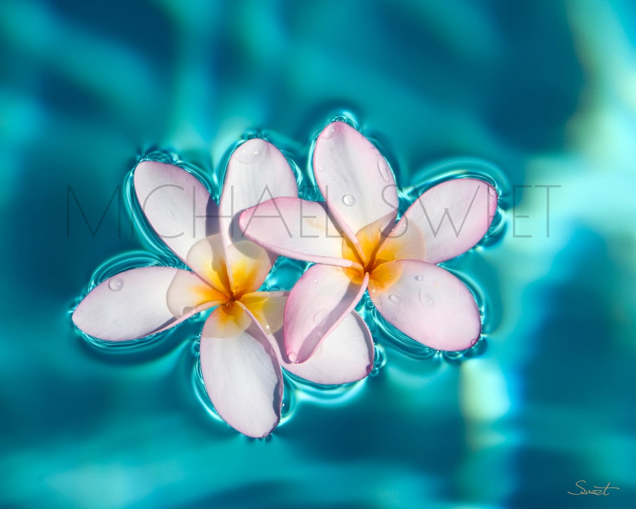 Delicate plumeria flowers float atop bright turquoise water in this photo by Michael Sweet.