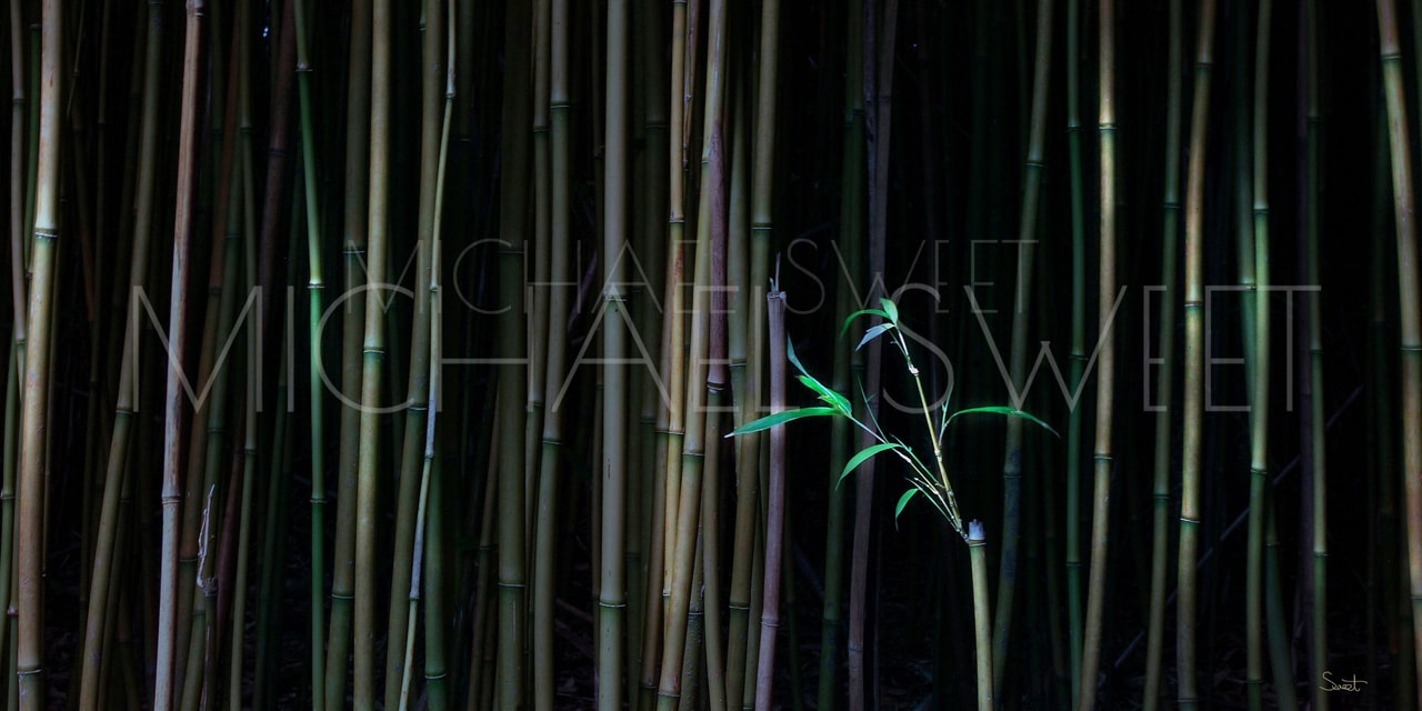 A dark bamboo forest springs to life in this photo by Michael Sweet.