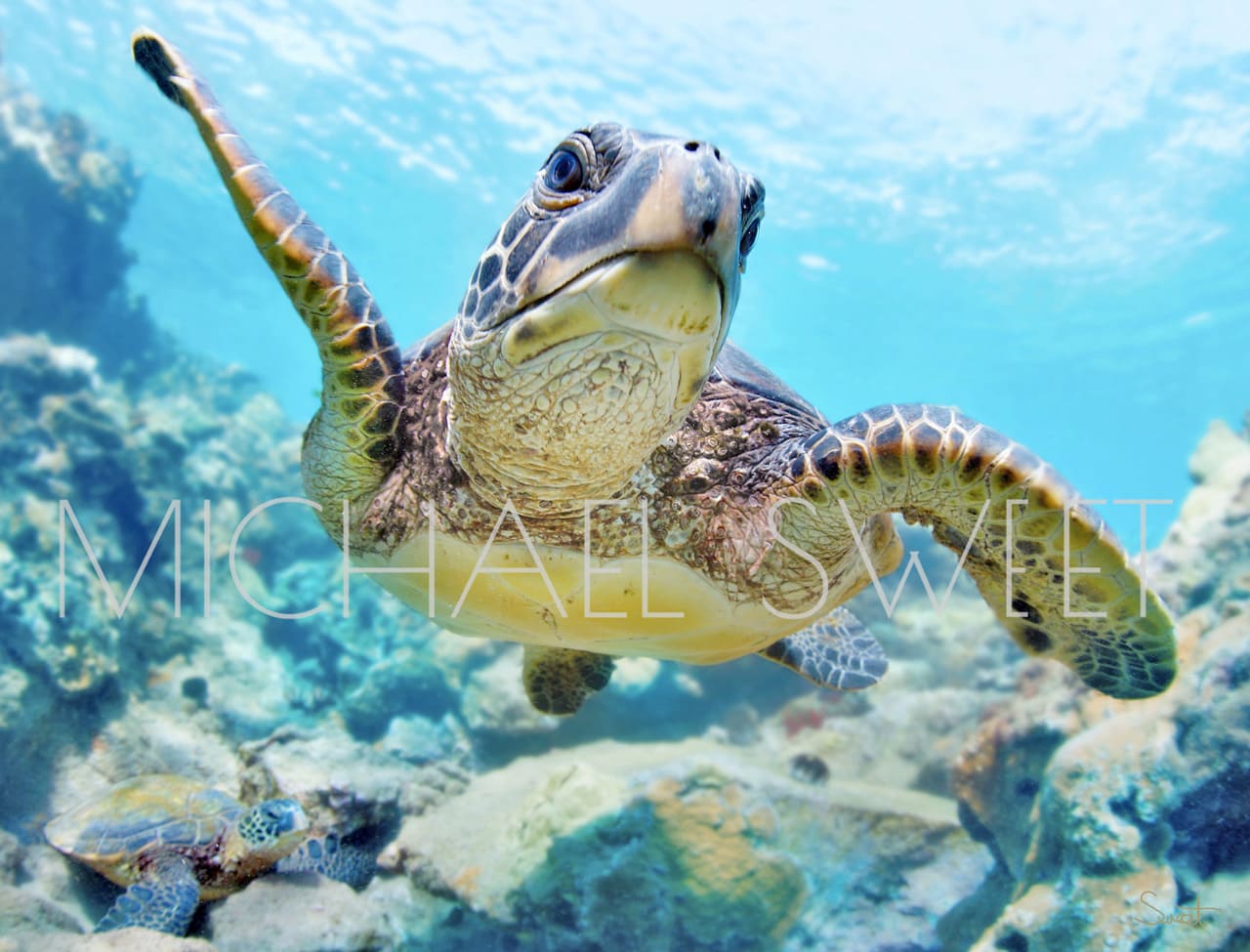 A wise looking sea turtle confronts the photographer while his pal looks on from below in this photo by Michael Sweet.