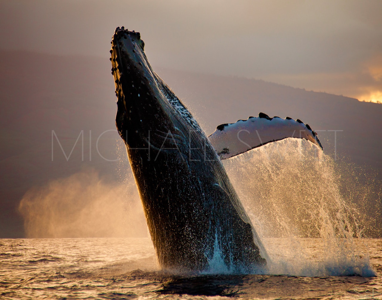 A breaching humpback whale at sunrise just glows in this photo by Michael Sweet.