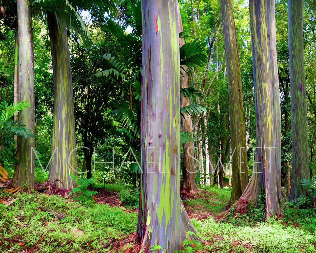 A popular grove of rainbow eucalyptus in Maui, located along Hana Highway, appears in this photo by Michael Sweet.