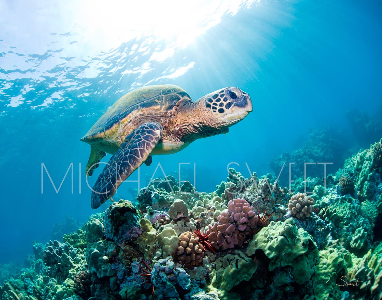 A sea turtle explores the reef in Hawaii in this photo by Michael Sweet.