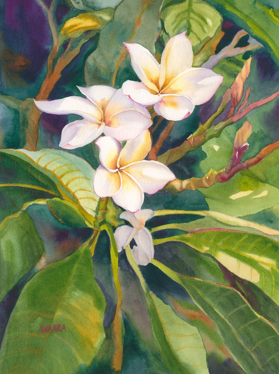 Watercolor painting of white plumeria flowers