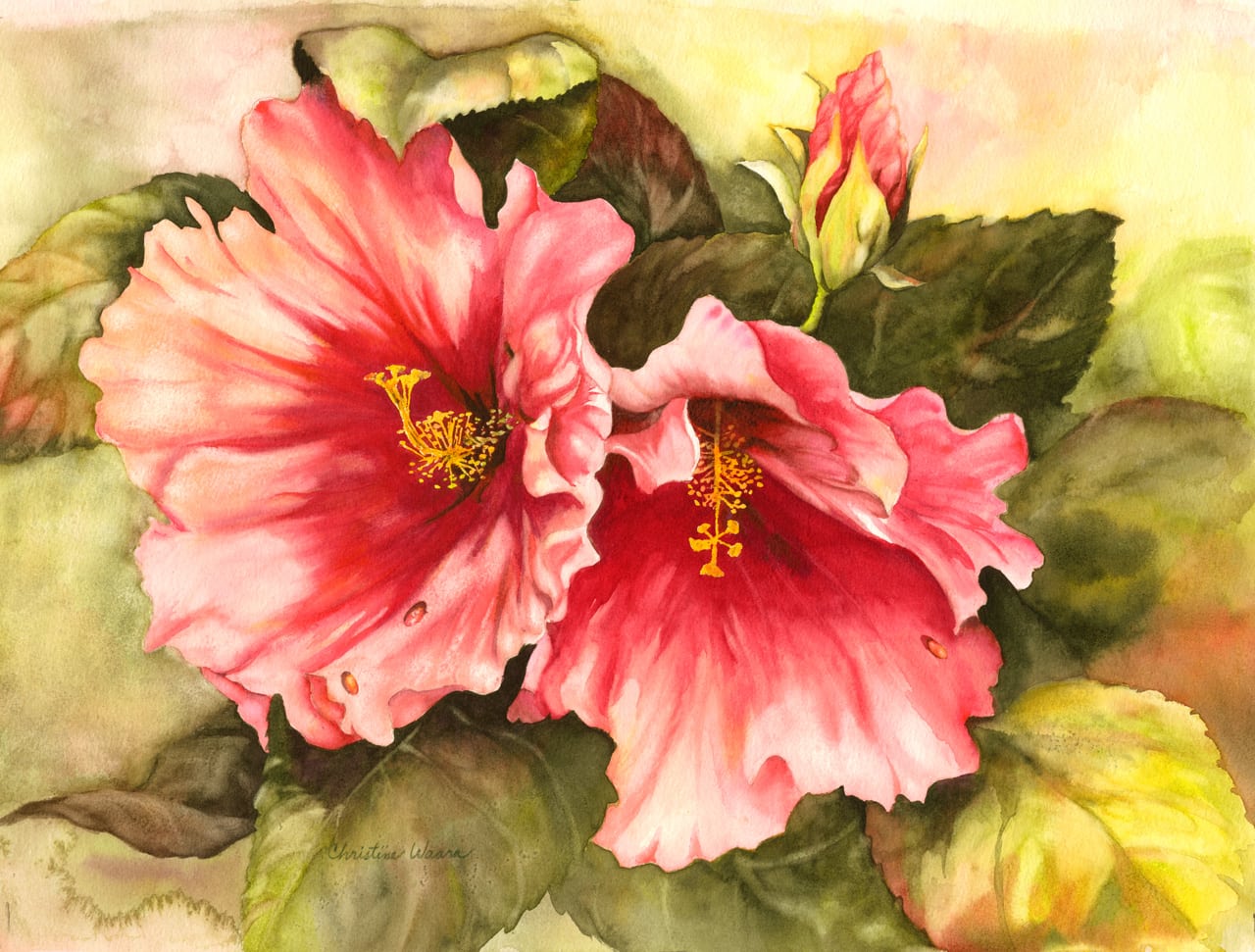 Watercolor painting of two hibiscus flowers