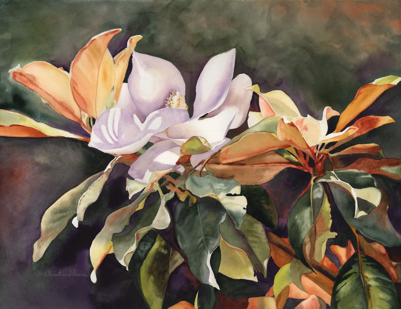 Watercolor painting of magnolias blooming on tree