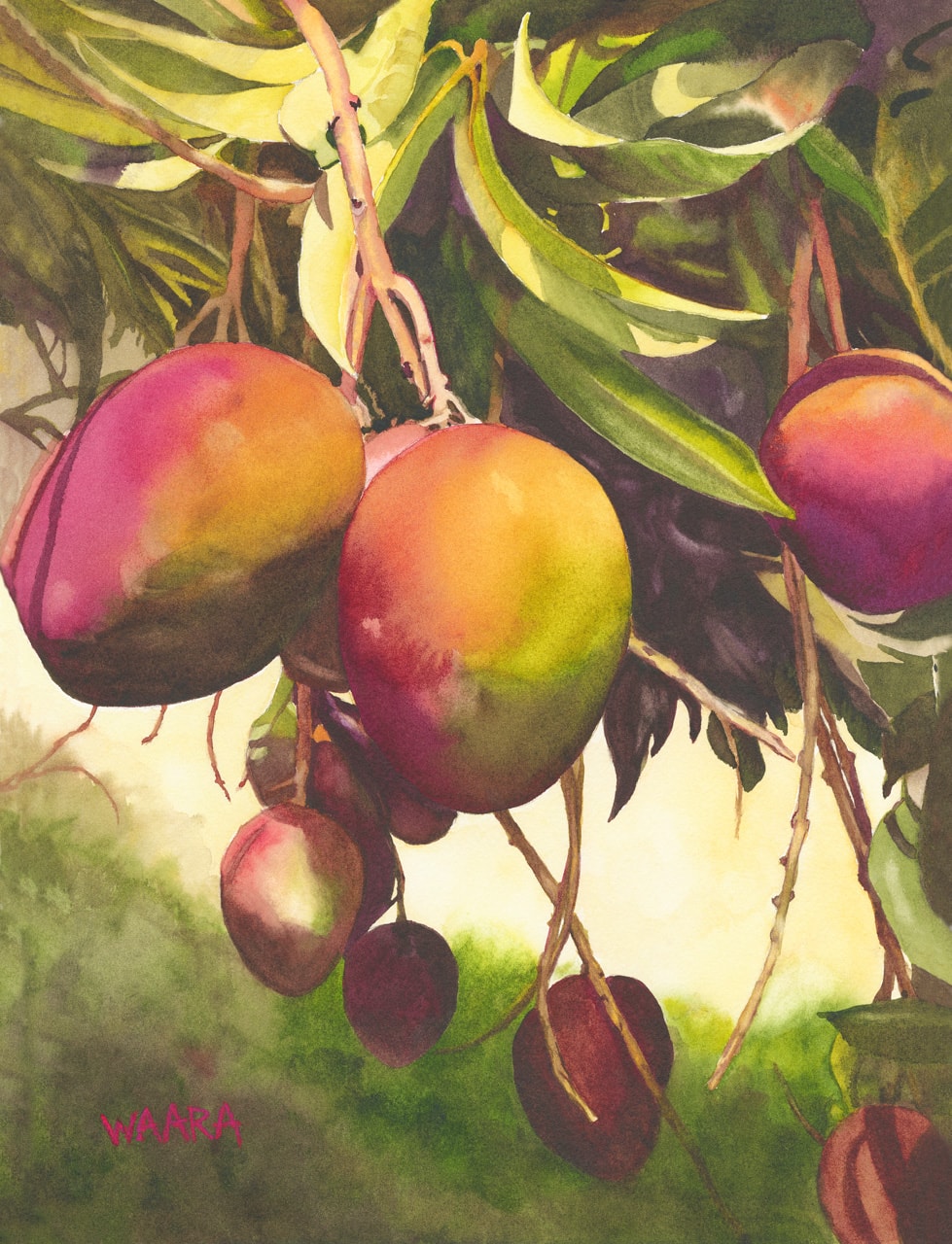 Watercolor painting of mangos hanging from a tree