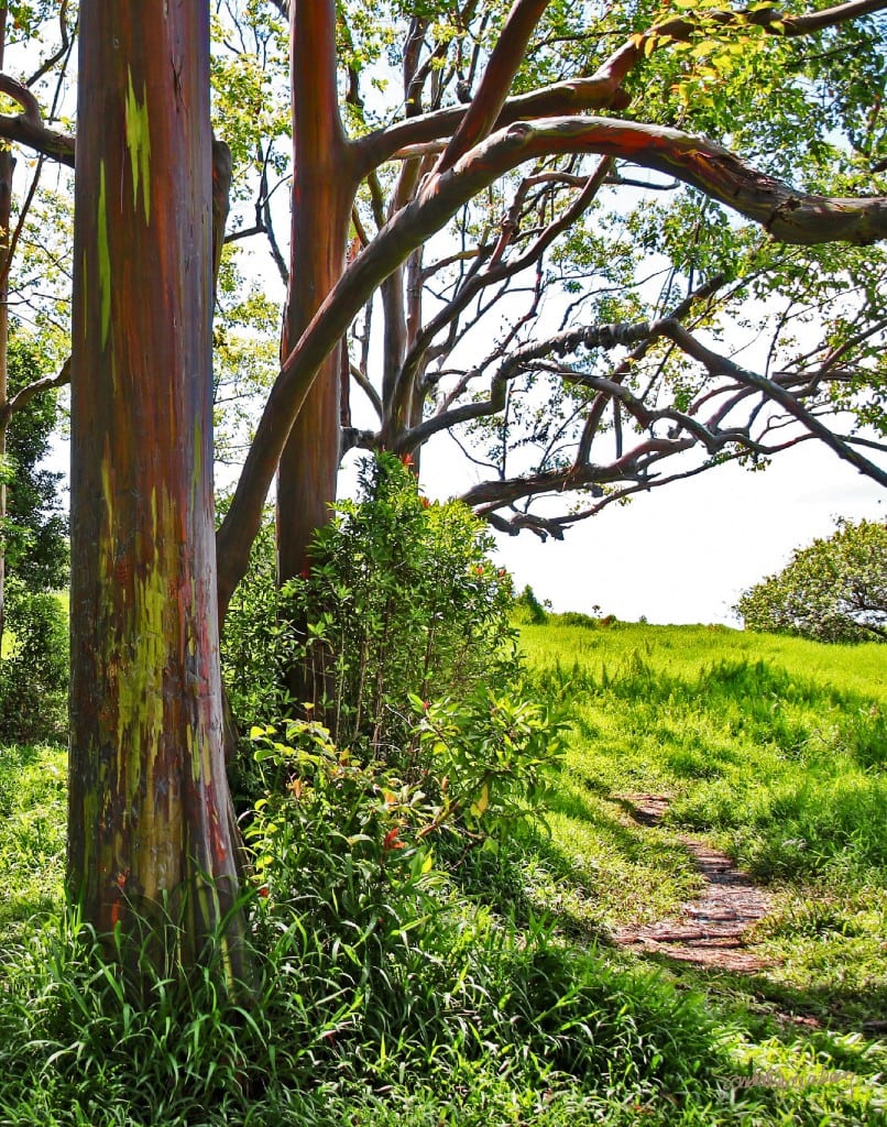 Painted Trees with Path (Eucalyptus) by Sandra Greenberg