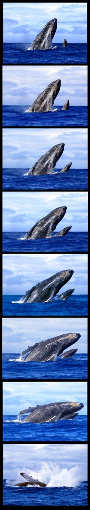 5 x 7 Vertical Breach by Sandra Greenberg many photos of whale and calf breaching