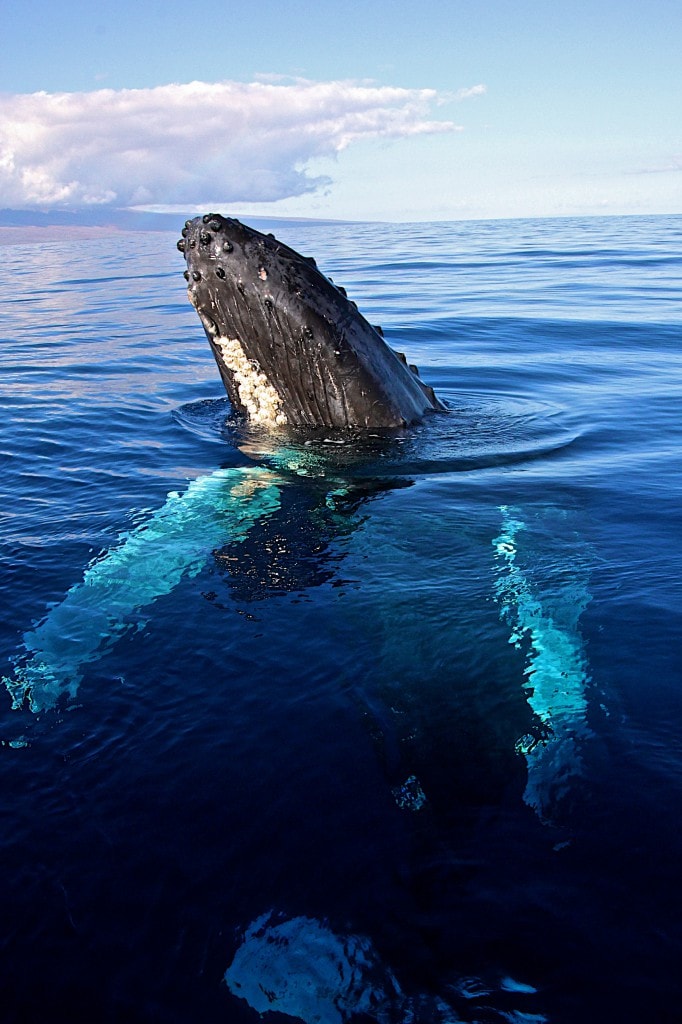 Open Arms Humpback by Sandra Greenberg