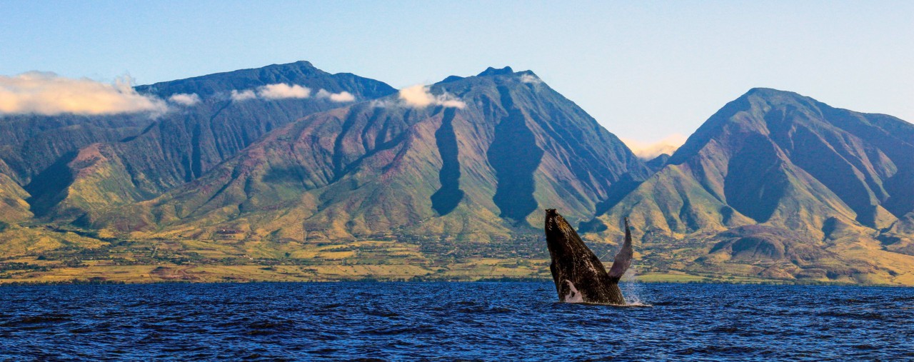 Perfect Day West Maui Mountains by Sandra Greenberg whale breaching in front of West Maui Mountains