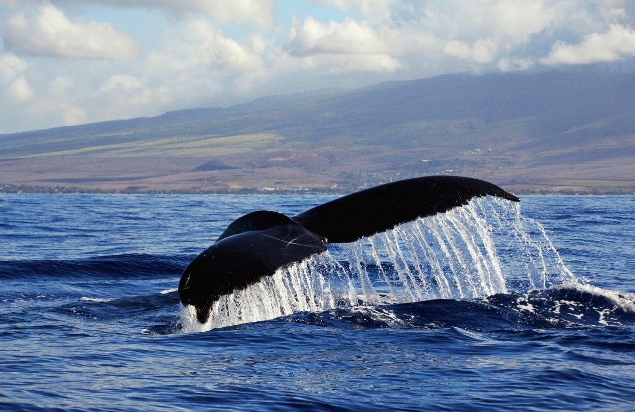 West Maui WhaleTail by Sandra Greenberg whale tail