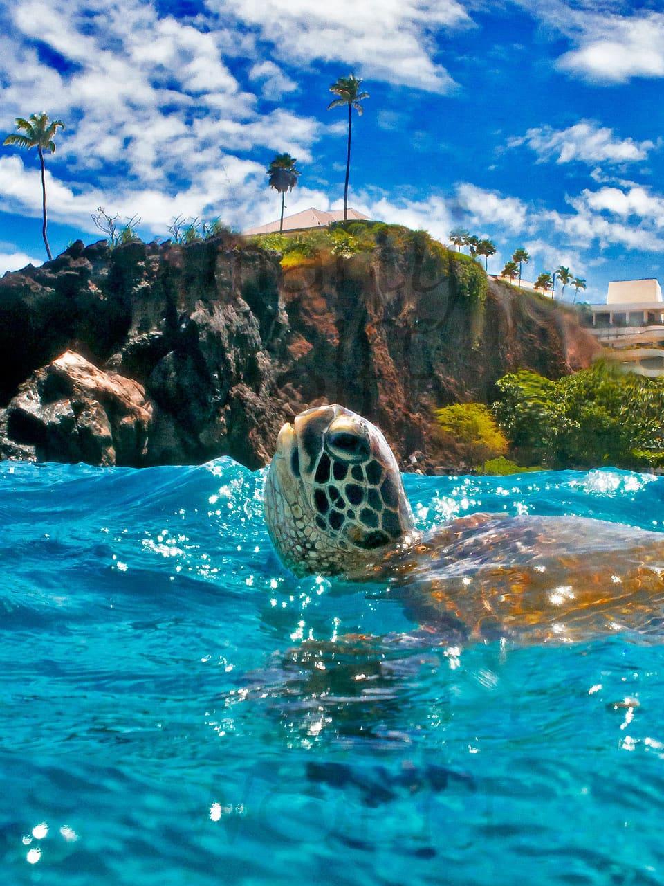 A single sea turtle surfaces for some air and a hello in Maui, Hawai'i, in this photo titled "Aloha" by Marty Wolff.