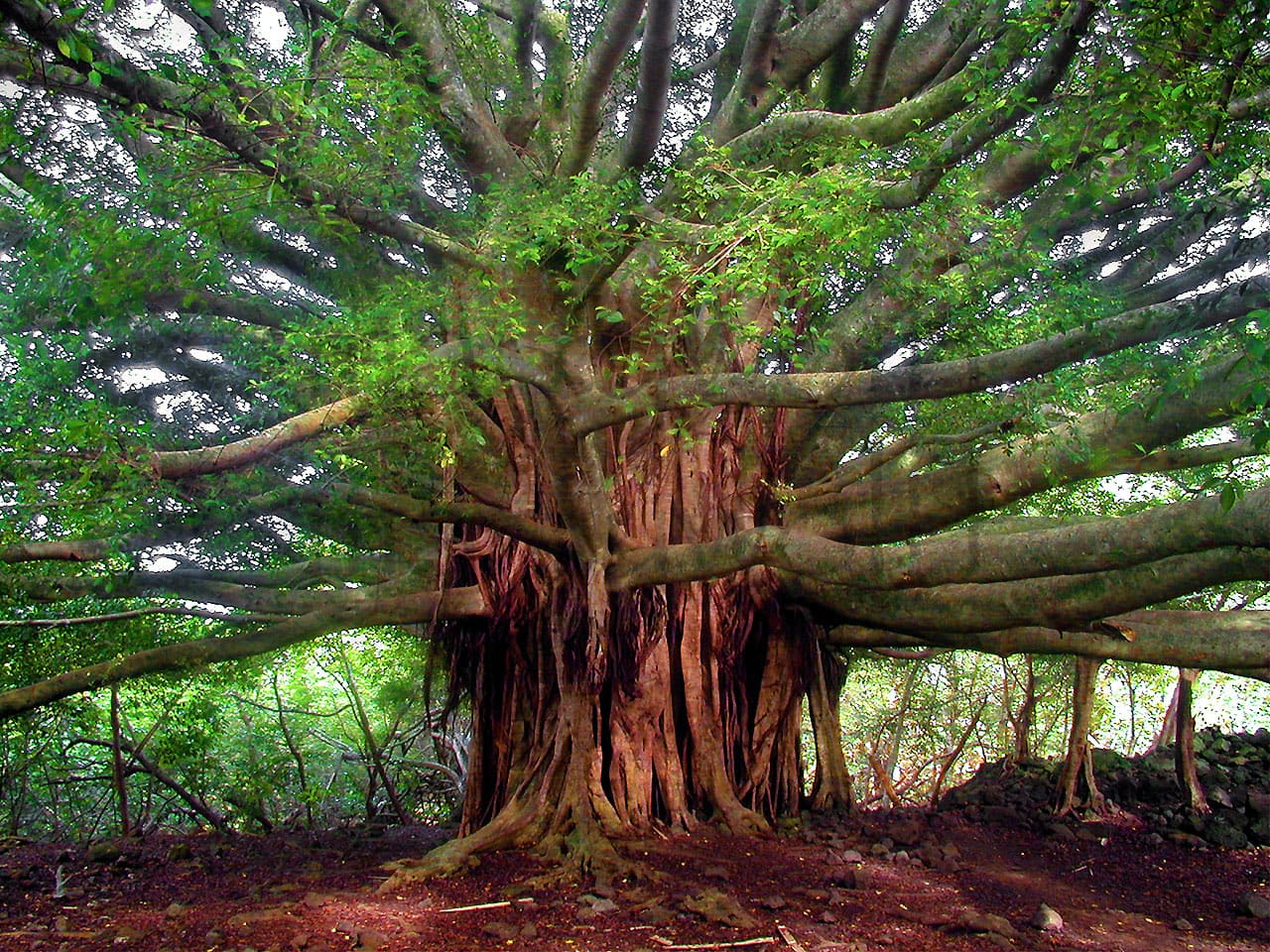 Big Ol Tree Maui by Marty Wolff banyan tree