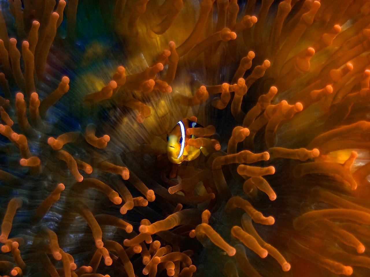 A clown fish hides in an anemone underwater in this photo titled "Clown" by Marty Wolff.