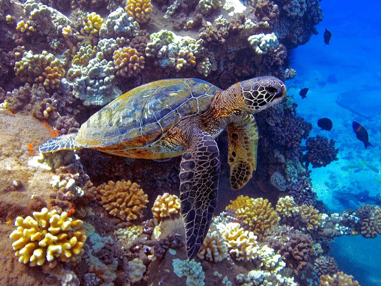 A sea turtle swims away from the reef in Maui, Hawai'i, in this photo titled "Flaps Down" by Marty Wolff.