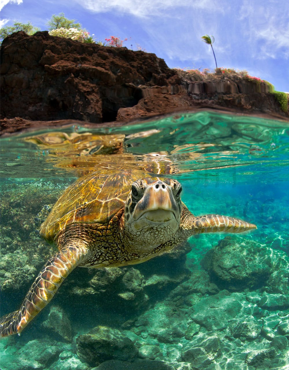 A photographer faces off with a sea turtle in Maui, Hawai'i, in this photo titled "Goober" by Marty Wolff.