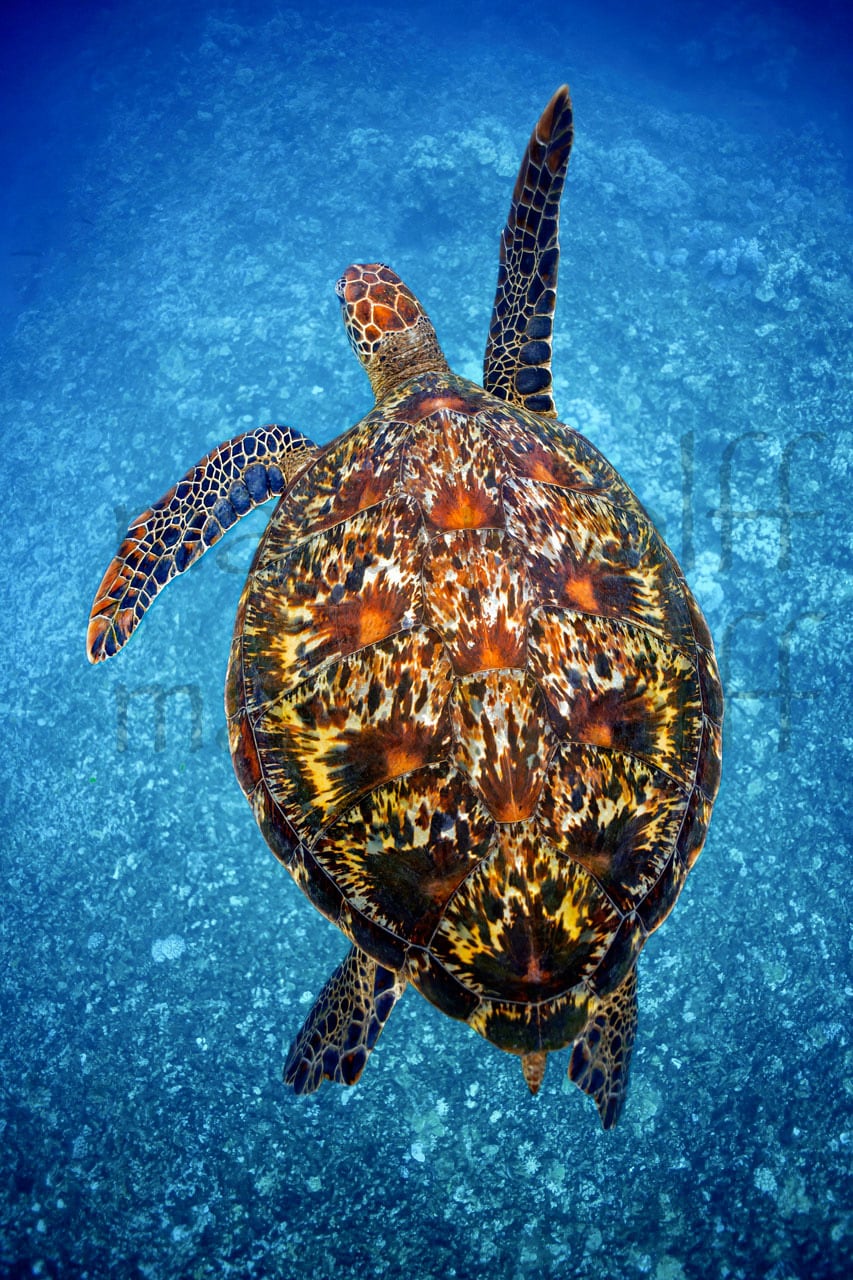 The spectacular shell of a sea turtle underwater, viewed from above, in Honuloa aka "Two Harbors" Bay in Maui, Hawaii, by Marty Wolff.