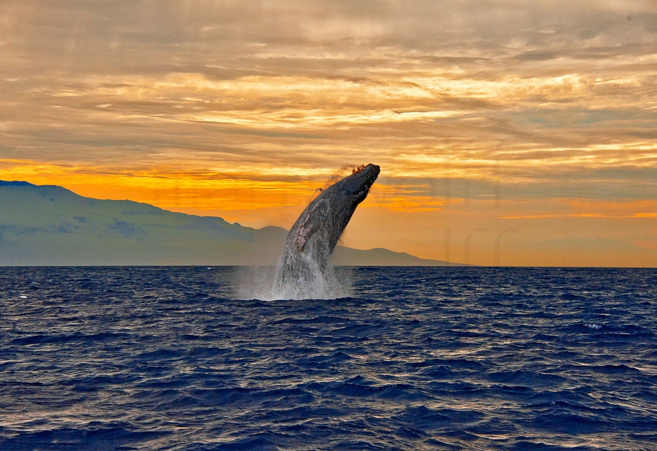 A humpback whale breaches at sunrise in Maui, Hawai'i, in this photo titled "Jump For Joy" by Marty Wolff.