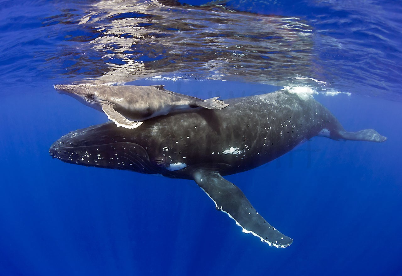 A humpback whale helps her calf breathe at the surface in Maui, Hawai'i, in this photo titled "Learning to Breathe" by Marty Wolff.