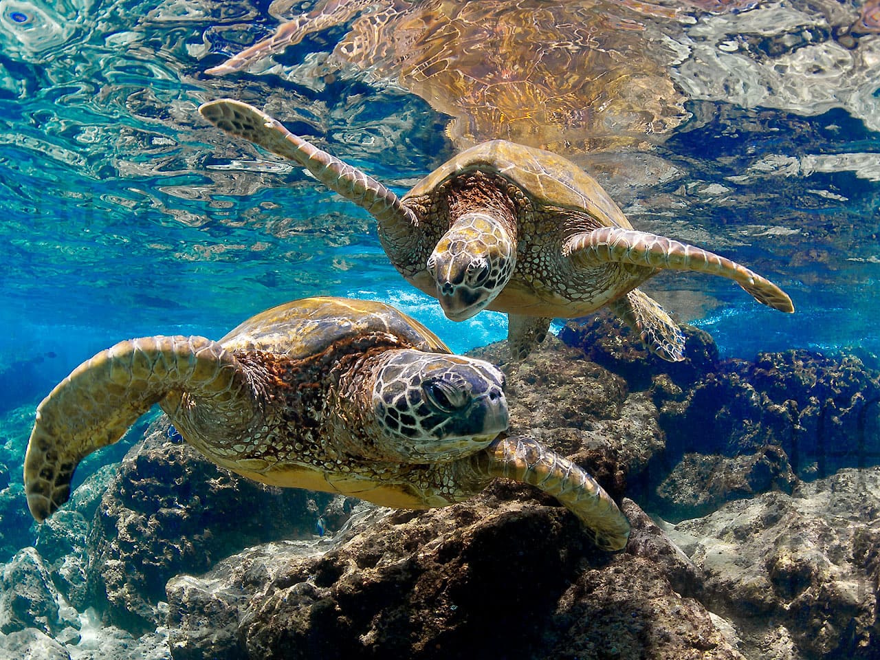 Two playful sea turtles pose underwater in Maui, Hawai'i, in this photo by titled "Playmates" Marty Wolff.