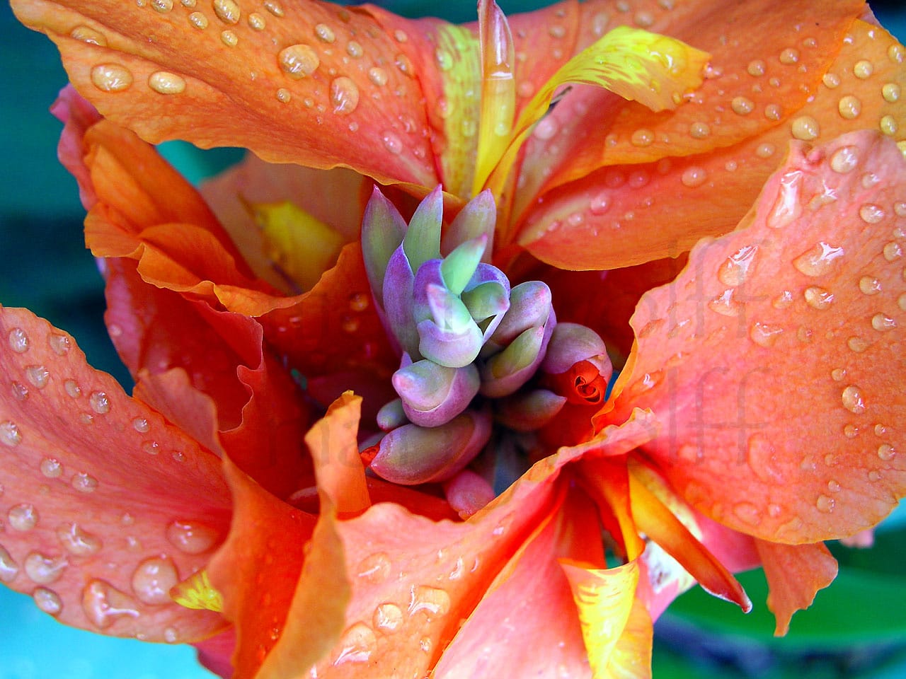 Rainbow Flower by Marty Wolff