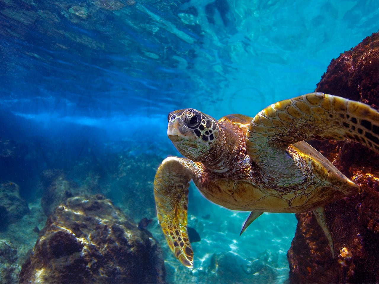 A lone sea turtle navigates his underwater Maui, Hawai'i, home in this photo by Marty Wolff.