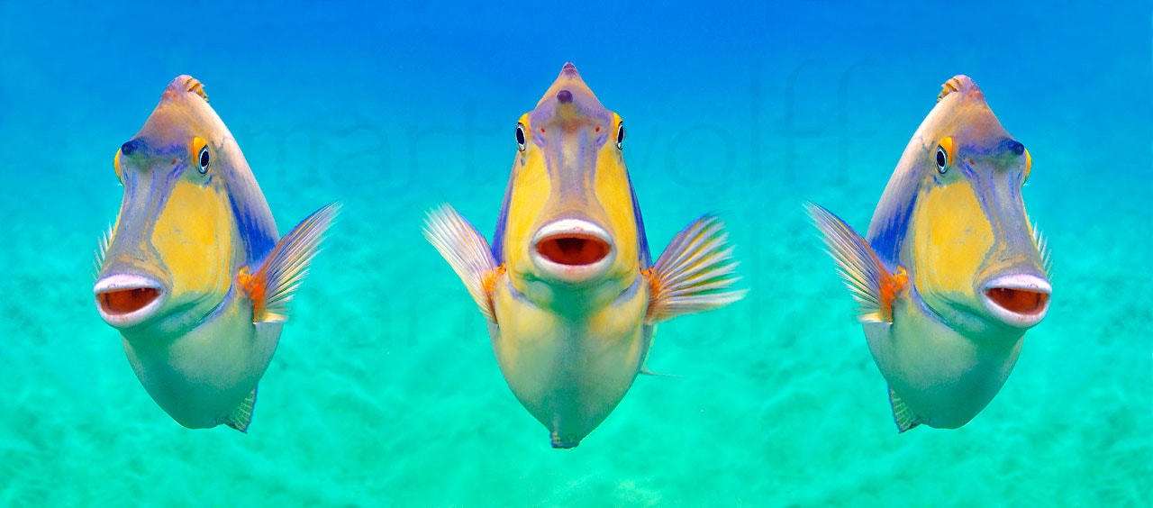 Three colorful trigger fish appear against a bright turquoise sea in this photo titled "Unicorn Trio" by Marty Wolff.