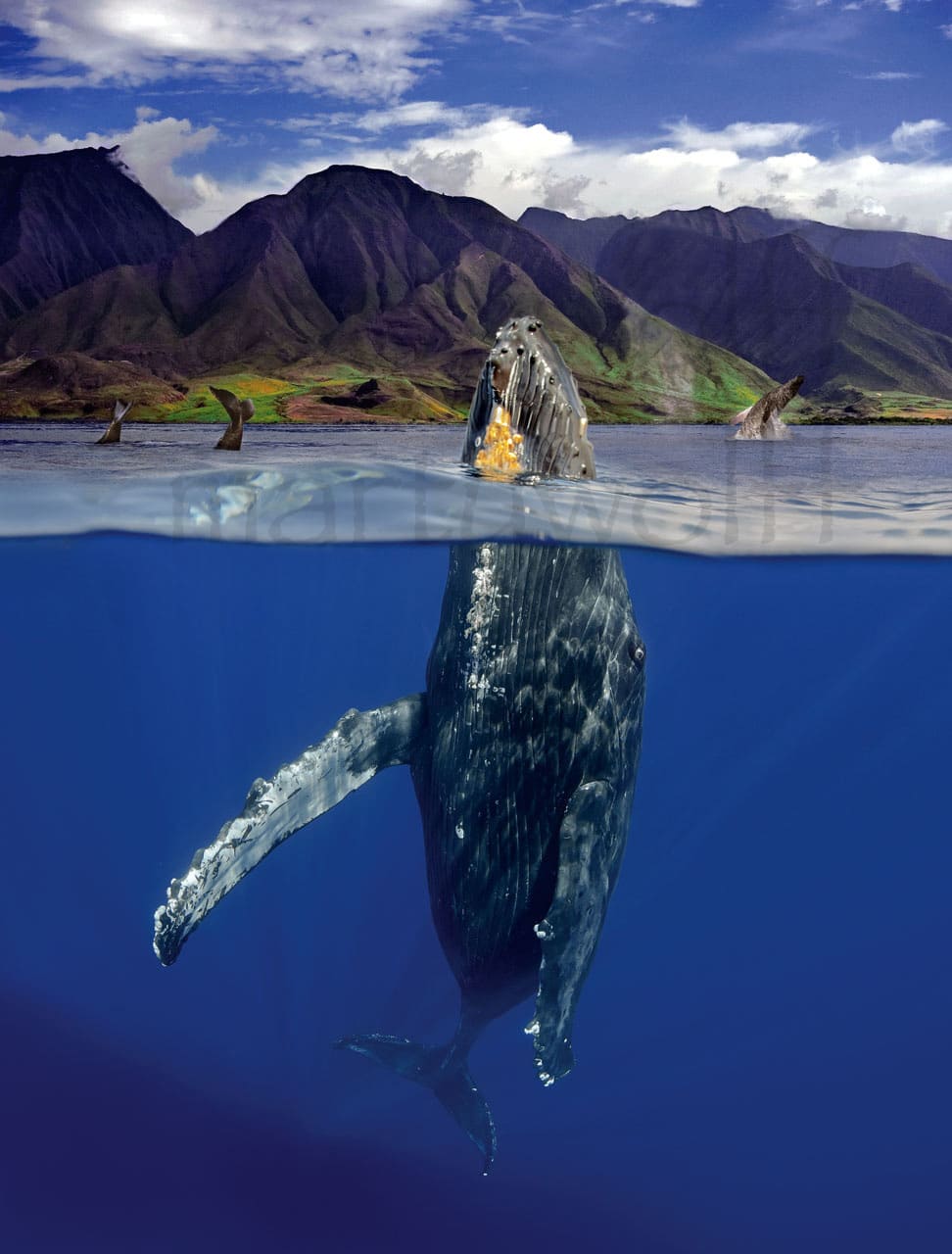 A pod of humpback whales surfaces, dives, and breaches in Maui, Hawai'i, in this photo by Marty Wolff. Featured in Whalewatch Magazine.