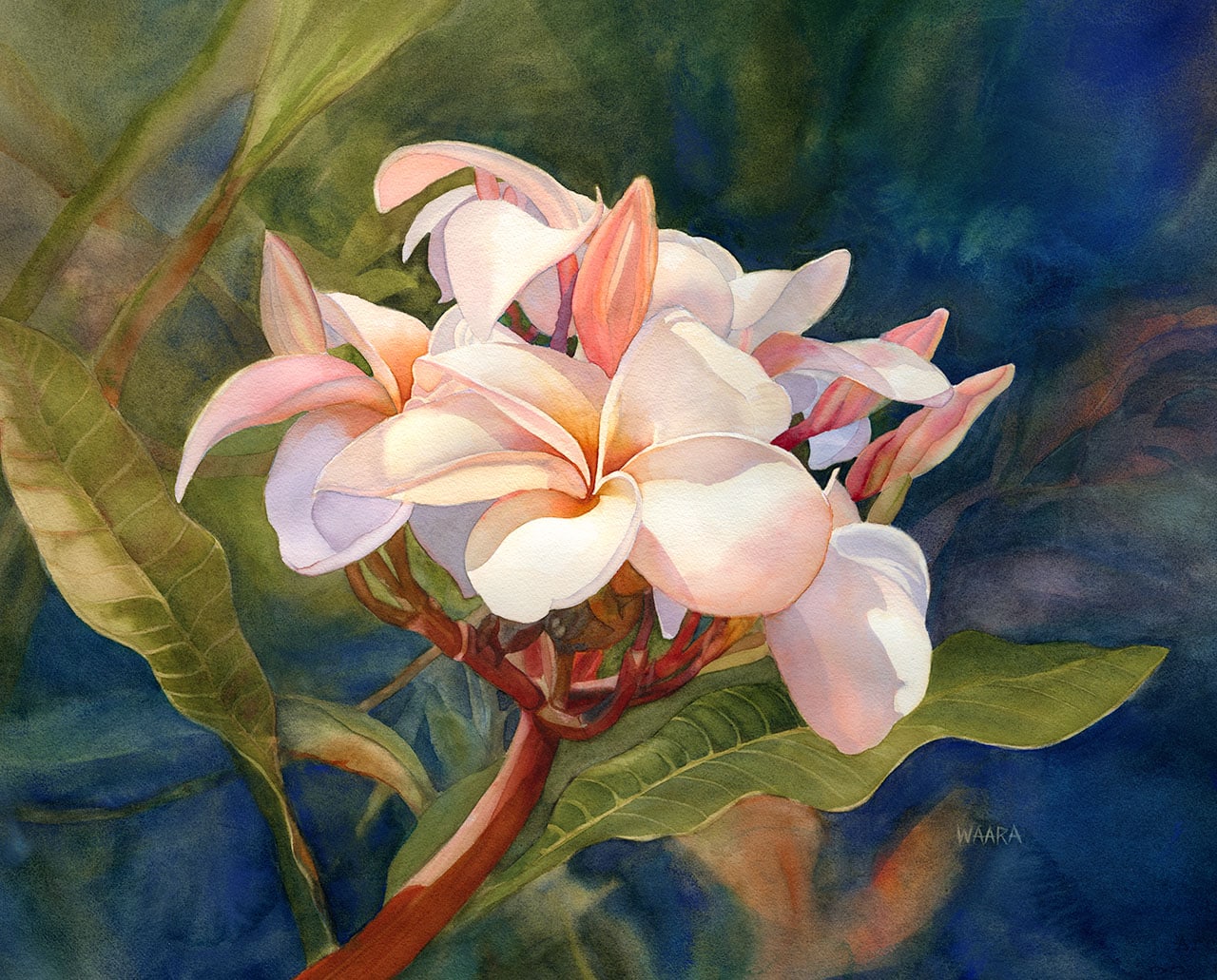 Blushing Beauties by Christine Waara original watercolor painting of plumerias