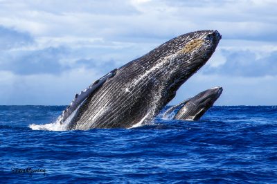 a photo of two breaching whales. One closer than the other.