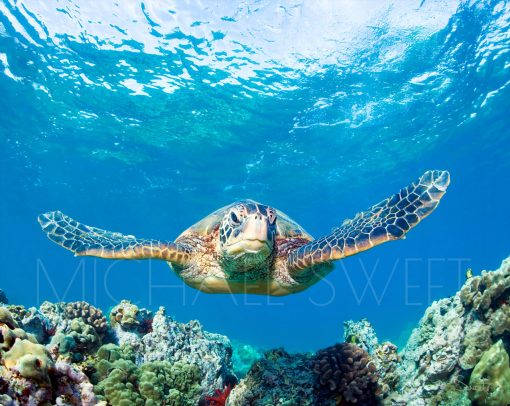 A sea turtle swims above the coral in this photo by Michael Sweet.