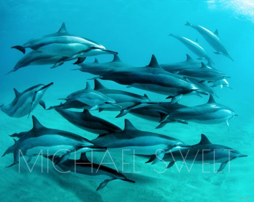 A pod of dolphins swims in the bright turquoise sea in this photo by Michael Sweet.