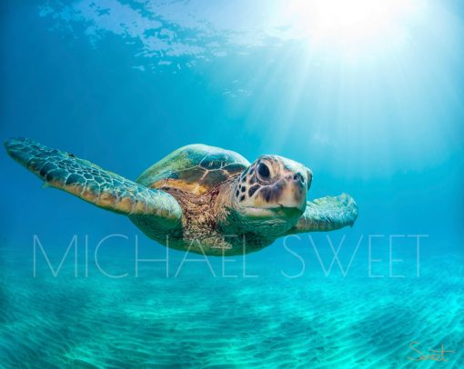 Surrounded by a bright turquoise sea in Maui, Hawai'i, a sunlit sea turtle stares straight ahead in this photo by Michael Sweet.