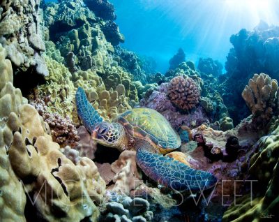 A sea turtle rests on coral of many colors in Maui, Hawai'i, in this photo by Michael Sweet.