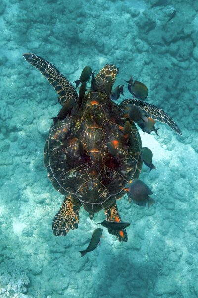 Photo on Aluminum. A single Honu, Hawaiian Sea Turtle, surrounded by a school of fish. Photo taken off the coast of Maui.