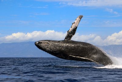 a humpback whale jumping out of the water with almost its full body visible. In front of a row of white clouds