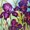 an up-close view of Dianʻs Black Iris by Christine Halton