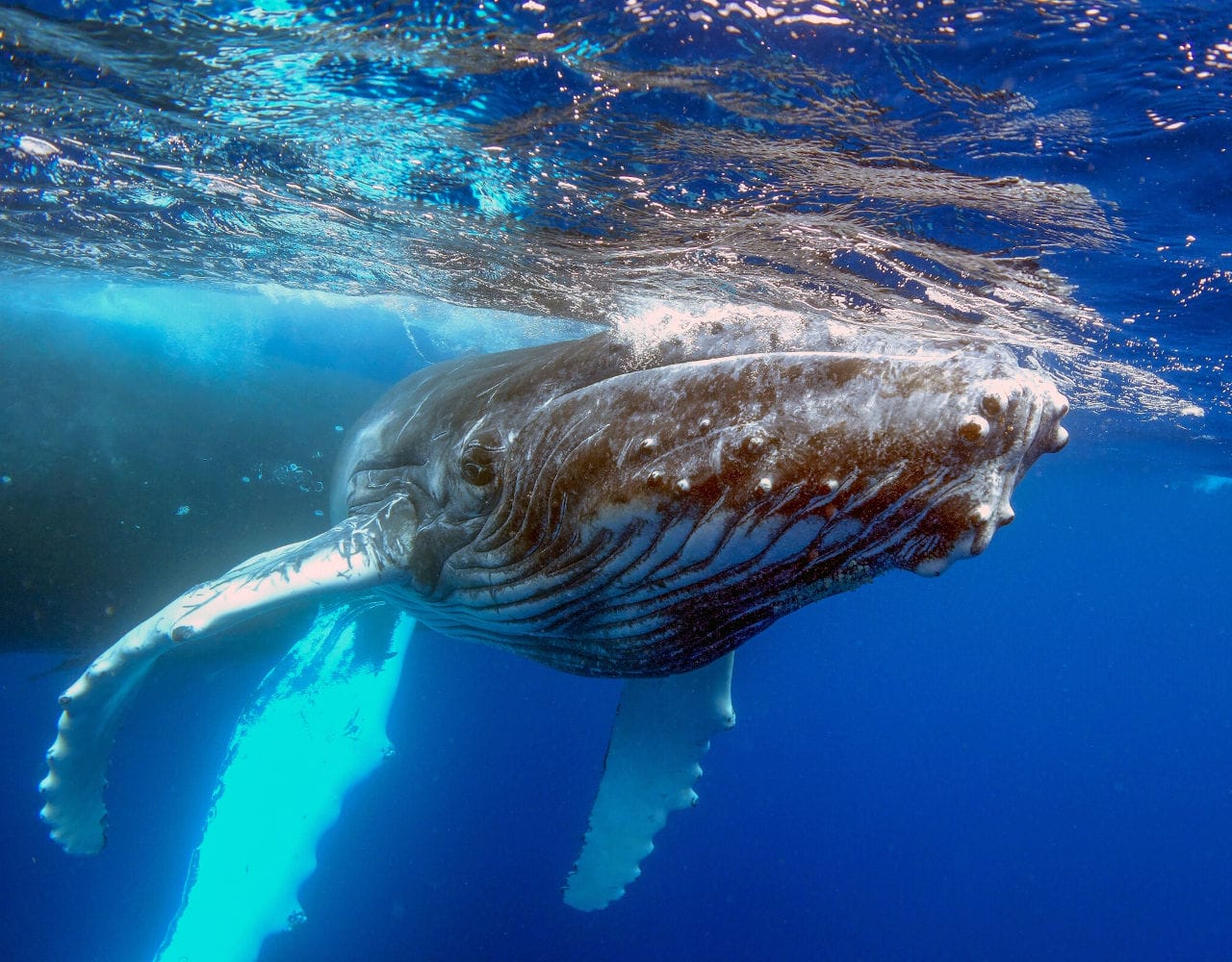 humpback whale calf