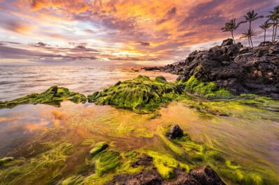 "Tides of Gold" by Cody Roberts