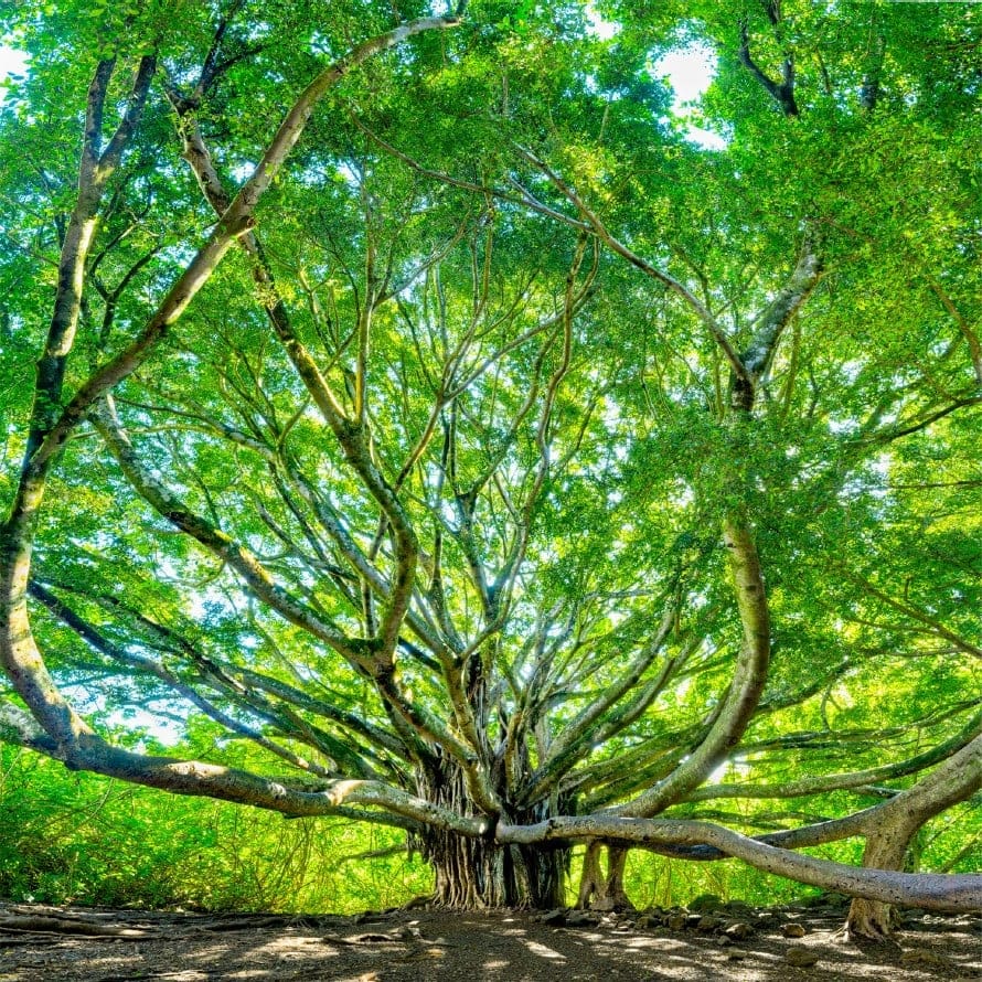 Weaving Wisdom (Banyan Tree Maui) - Hawaii Fine Art Photo Print