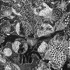 "'Ohi'a" by Caroline Killhour