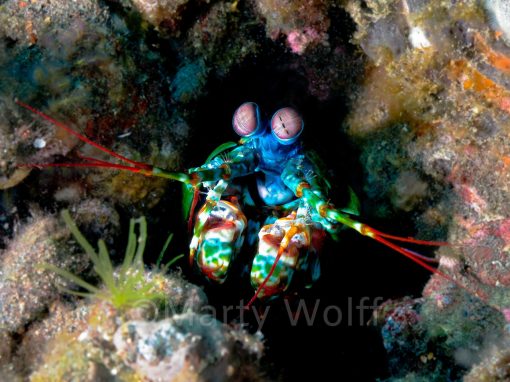 A mantis shrimp is too colorful to hide among the coral in this photo titled "Alien" by Marty Wolff.