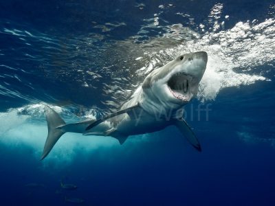 A great white shark just below the ocean's surface stares with its mouth agape in this photo titled "Apex Majesty" by Marty Wolff.