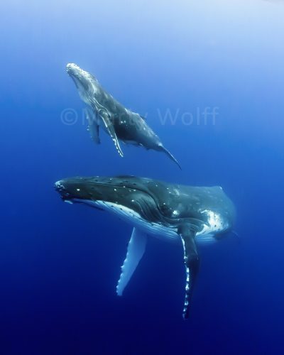 A baby humpback whale heads for the surface while mom watches closely in this photo titled “Bonded” by Marty Wolff.