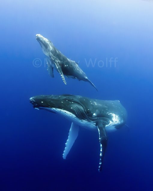 A baby humpback whale heads for the surface while mom watches closely in this photo titled “Bonded” by Marty Wolff.