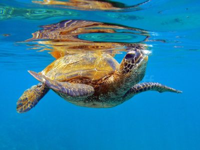 A sea turtle surfaces for air in Maui, Hawai’i, in this photo titled “Breathing” by Marty Wolff.