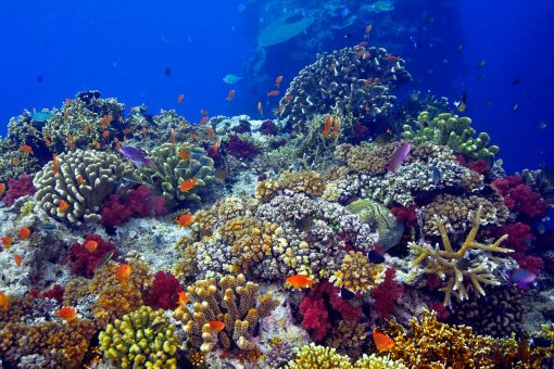 A vibrant coral reef shines in this photo titled "Coralhead" by Marty Wolff.