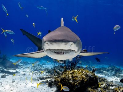 A lemon shark just above the ocean floor stares straight at the camera in this photo titled "Lemonface" by Marty Wolff.