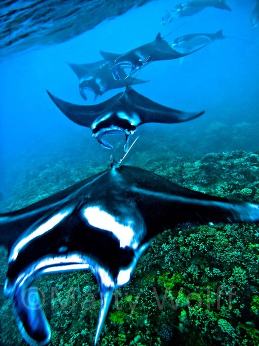 A squadron of manta rays heads for deeper waters in this photo titled "Mantatrain" by Marty Wolff.