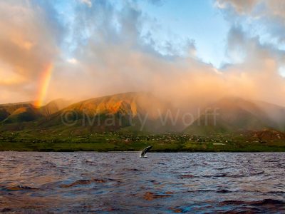 A rainbow highlights a humpback whale breaching in this photo titled “Maui Wowie” by Marty Wolff.